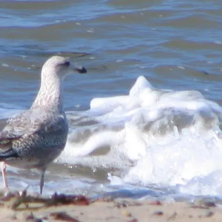 Stromlinie, Direkt Am Alten Strom